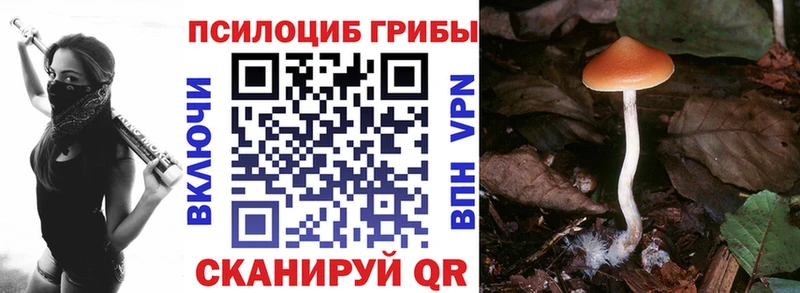 ОМГ ОМГ ТОР  Осташков  Галлюциногенные грибы Psilocybine cubensis 